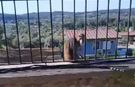 Kaçak Maymun Alarmı Jandarma Ve Mahalleli Seferber Oldu