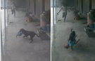 Sokak Köpeğinin Kaçırmaya Çalıştığı Bebeğin İmdadına Babası Yetişti