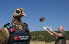 Operasyon Başladı! Kenelere Karşı 1 Milyon Keklik Özel Harekat Doğaya Salındı