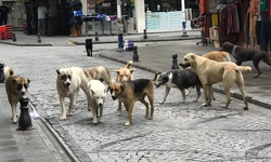 TBMM'ye Sunulan 17 Maddelik Kanun Teklifi: Sahipsiz Saldırgan Köpeklere Ötenazi