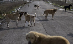 Sokak Hayvanları İçin Bütçe Ayırmayan Belediye Yetkililerine Hapis Cezası Geliyor