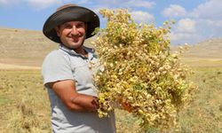 Gazipaşa Cimbiti Yaylasında Nohut Hasadı Başladı