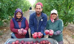 Türkiye'nin Elma Bahçesi Isparta'da Hasat Başladı