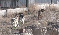 BAŞIBOŞ SAHİPSİZ KÖPEK SÜRÜSÜNÜN SALDIRDIĞI KADIN CANINI ZOR KURTARDI