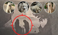 Alanya’da Samoyed Cinsi Köpeği Ödül Maması ile Kandırıp Çaldılar