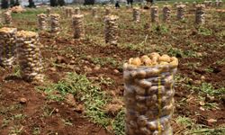 Yurt Dışından Gelen 2 Bin Tondan Fazla Patates Virüslü Çıktı