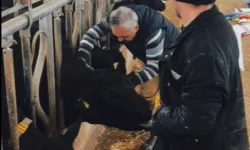 26 ilde hayvan sağlığı seferberliği... Aşılama ve hastalık taramaları sürüyor