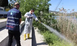 İzmit'te halk sağlığı için yoğun ilaçlama mesaisi