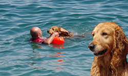Türkiye'nin İlk Sualtı Kurtarma Köpeği Zeyna, Görev İçin Gün Sayıyor
