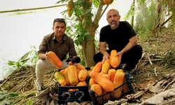 Alanya’nın Tropikal Lezzeti Papaya İçin Başkan Hüddoğlu'ndan Üreticilere Sulama Çağrısı