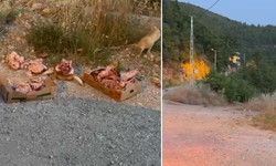 Alanya Bademağacı’nda Leş Kokusu ve Köpek Tehlikesi: Mahalleli Çözüm Bekliyor