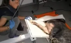 Ateşli silahla yaralanan domuz İzmir'de sağlığına kavuştu