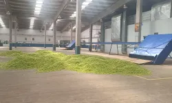 Bilecik’te şerbetçiotu hasadı ülke ekonomisine can katacak