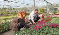 Muğla'da kadın emeğiyle çiçek devrimi... 27 milyon çiçek, 23 milyon tasarruf
