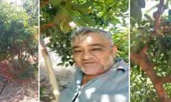 Alanya’da Avokado Hırsızları Üreticileri İsyan Ettirdi: ‘’Emeklerimiz Heba Oluyor’’