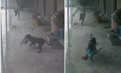 Sokak Köpeğinin Kaçırmaya Çalıştığı Bebeğin İmdadına Babası Yetişti
