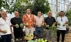 Tropikal Cenneti Alanya’da Mango Hasadı Başladı