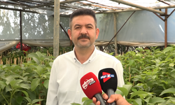 Harun Arslan’dan Yeni Sezon Avokado Dikimi Öncesi Önemli Uyarılar