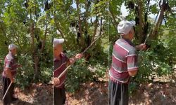 Alanya’da Keçiboynuzu Hasat Şenliği Coşkusu: Herkes Davetli