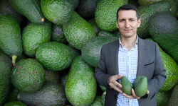 Alanya Avokadocular Birliği’nde Tüzük İhlali Mi Ediliyor? Sevilgen’in Başkanlığı Tehlikede Mi?