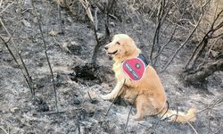 Yangın Tespit Köpeği ‘Kadro’ Yangının Çıkış Noktasını Buldu