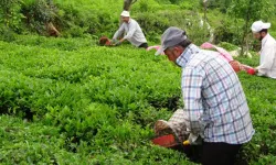 Artvin’e Çay Toplamaya Gelen Gürcülerin Yasak Aşk Cinayeti: 3 Ölü