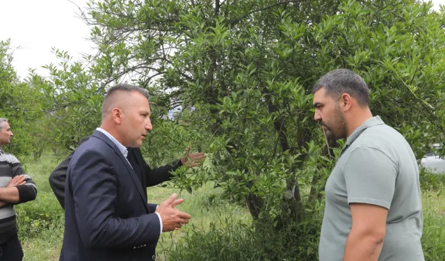 Muğla'da zirai donun yaraları sarıldı