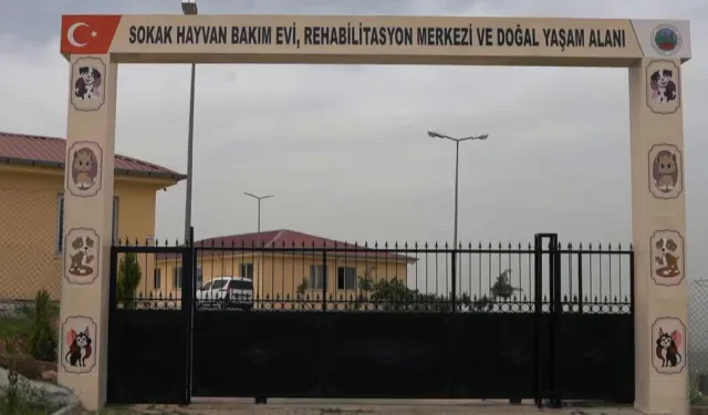 Siirt'te sokak hayvanları için dev proje