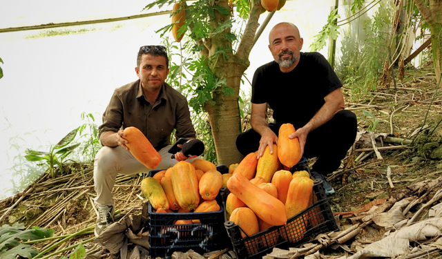Alanya’nın Tropikal Lezzeti Papaya İçin Başkan Hüddoğlu'ndan Üreticilere Sulama Çağrısı