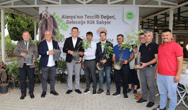 Altso Keçiboynuzunun Tescilini Aldı, 3 Bin Fidan Dağıttı