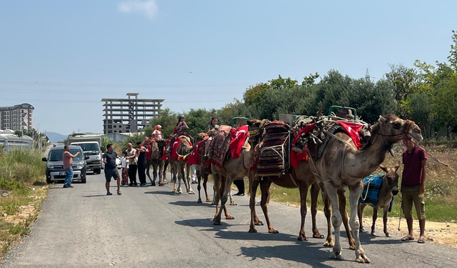 Alanya’da Yörük Geleneği Düğünle Buluştu Ortaya Renkli Görüntüler Çıktı
