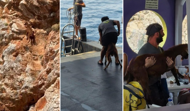 Alanya’da 3 Gündür Mahsur Kalan Dağ Keçisini Tur Teknecileri Kurtardı