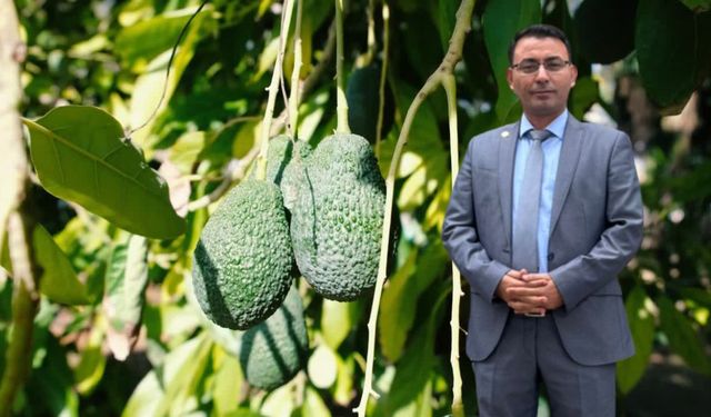 Yeni Dönem Pazartesi Günü Başlıyor! Alanya'da Avokado Artık Kiloyla Satılacak