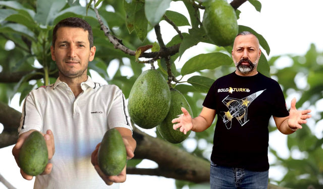 “Başkan Fena Yakalandı” Kenya Menşeli Avokado İddiası Alanya’yı Karıştırdı