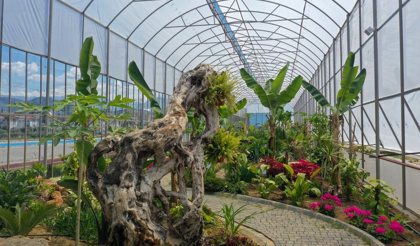 Gazipaşa'da Tropikal Parkta İlk Meyve Hasadı Yapıldı