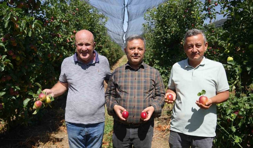 Türkiye’nin önemli elma üretim merkezlerinden Niğde’de hasat devam ediyor