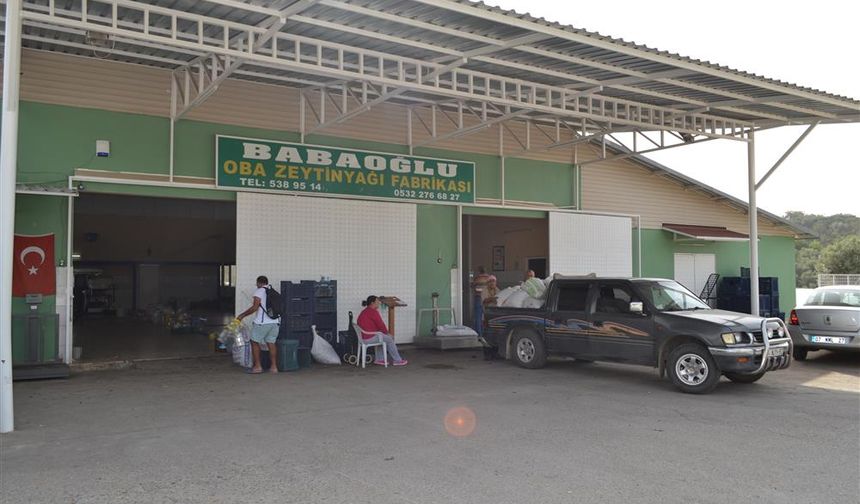 Alanya’nın Markası Babaoğlu Zeytin Yağı Fabrikası Sezonu Açtı