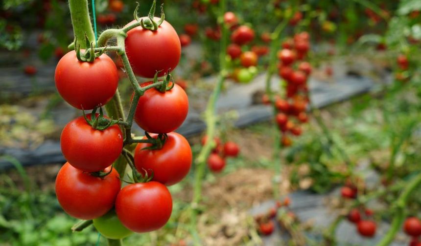 Antalya’da Domatesin Miktarı Düştü, Fiyatı Arttı