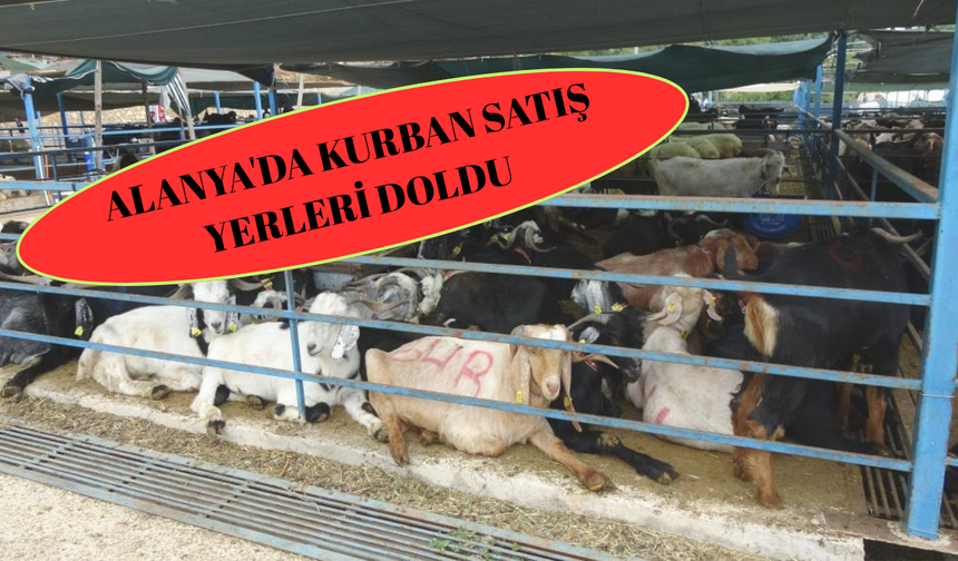 Alanya'da Kurban Satış Yerleri Doldu