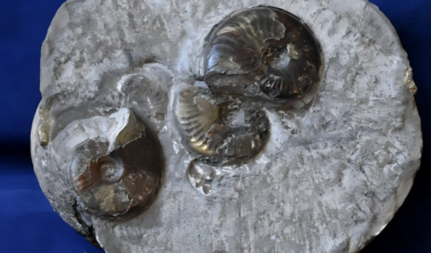 Dinozorlardan Bile Önce Yaşayan 180 Milyon Yıllık Fosil: Eleganticeras
