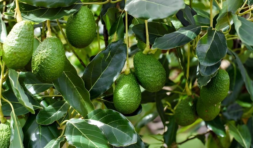 Alanya'da Avokado Fiyatlarındaki Sert Düşüş ''İTHAL ÜRÜN'' Tartışmalarını Alevlendirdi