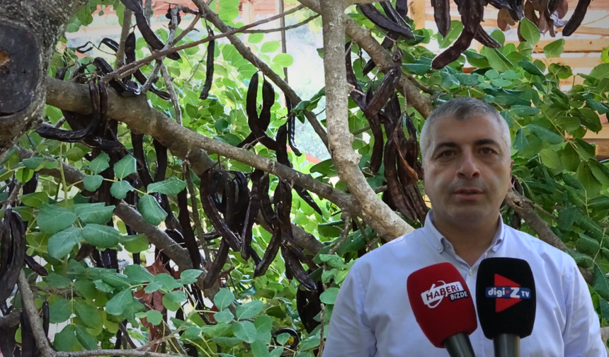 Alanya'da Keçiboynuzu Hasadında Sona Gelindi: Yıllık Rekolte 7 Bin Ton Civarında