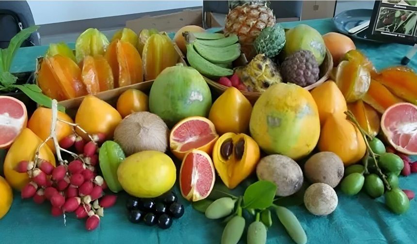 Tropik Meyve ve Fidan Üreticilerinden İthal Avokado ve Mango İçin Gümrük Vergisi Talebi!